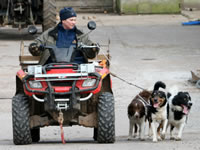Healthy border collies